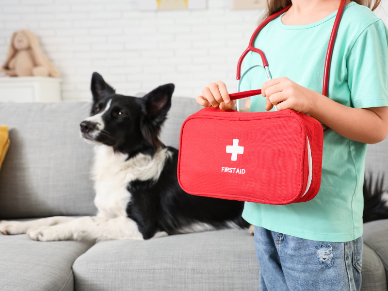 Erste Hilfe Kurs am Hund